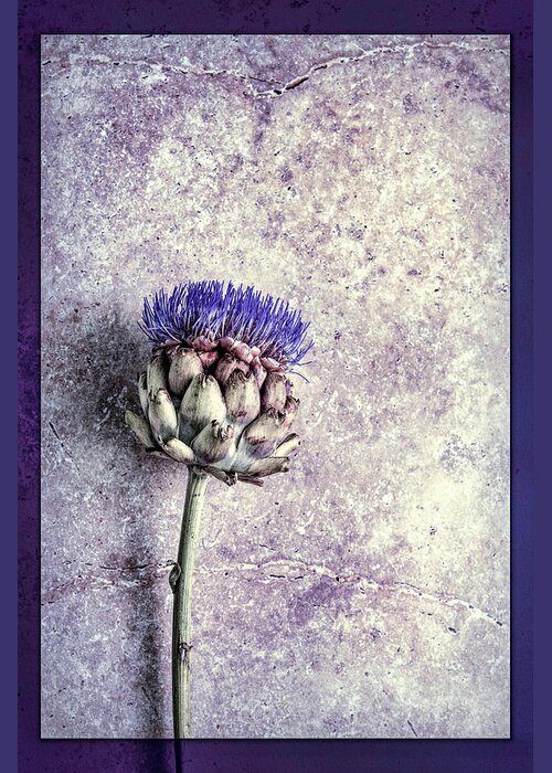 Artichoke Greeting Card featuring the photograph Artichoke in Bloom by Susan Maxwell Schmidt