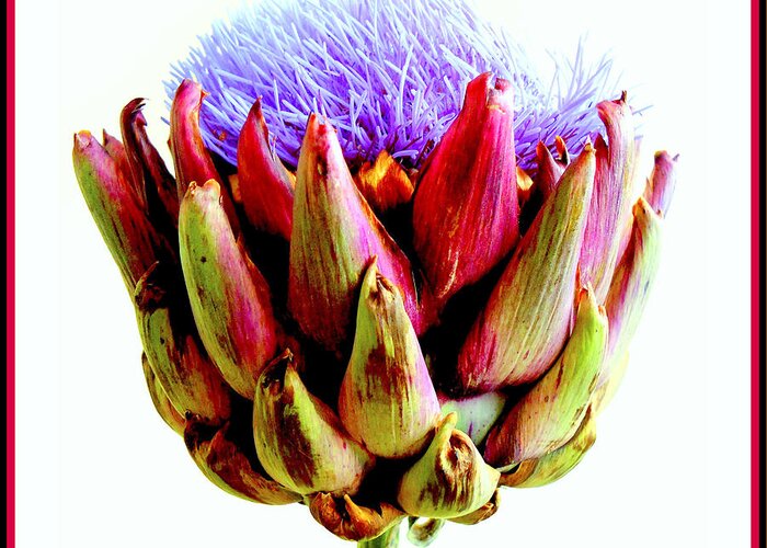 Artichoke Greeting Card featuring the photograph Artichoke In Bloom by VIVA Anderson