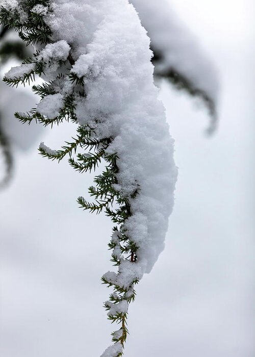 Winter Is Coming Greeting Card featuring the photograph Artistic Snowy Branch by Aleksandrs Drozdovs