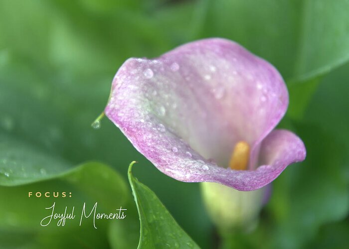Calla Lily Greeting Card featuring the photograph Joyful Moments by Amy Dundon