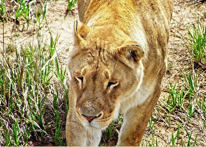 Nature Greeting Card featuring the photograph A Lioness On The Prowl #2. by Loren Gilbert