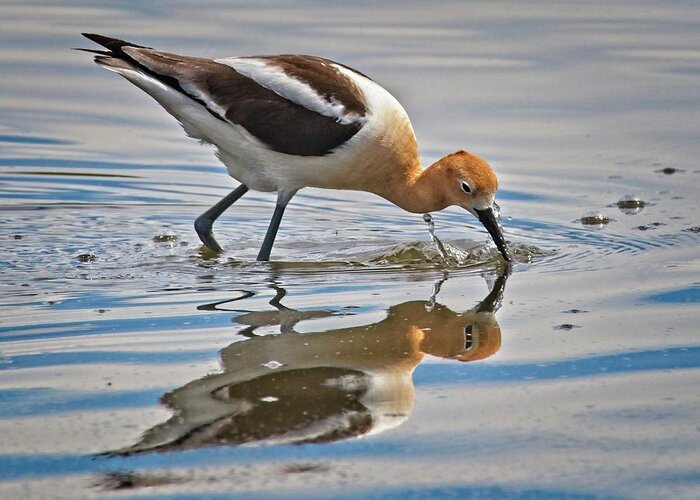 American Avocet Greeting Card featuring the photograph An American Avocet by Loren Gilbert