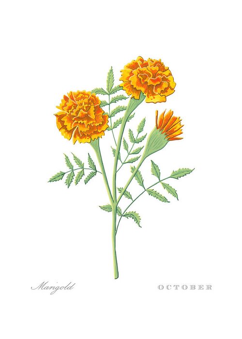 Marigold Greeting Card featuring the painting Marigold October Birth Month Flower Botanical Print on White - Art by Jen Montgomery by Jen Montgomery