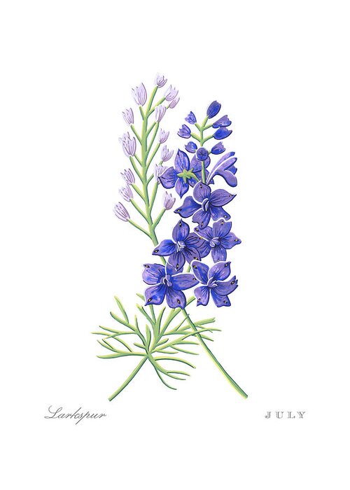 Larkspur Greeting Card featuring the painting Larkspur July Birth Month Flower Botanical Print on White - Art by Jen Montgomery by Jen Montgomery