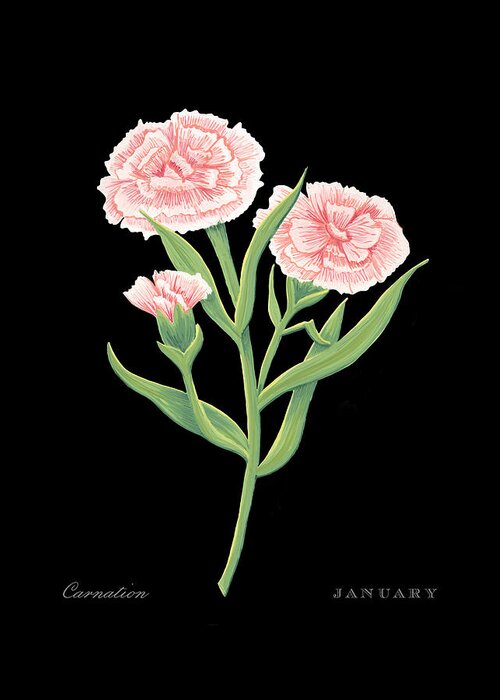 Carnation Greeting Card featuring the painting Carnation January Birth Month Flower Botanical Print on Black - Art by Jen Montgomery by Jen Montgomery