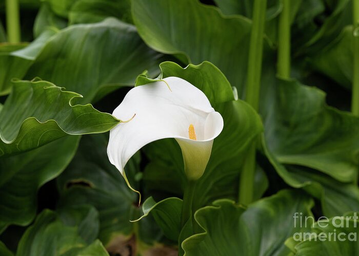 Zantedeschia Aethiopica Greeting Card featuring the photograph Arum Lily in Summer by Tim Gainey