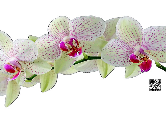Orchids Greeting Card featuring the mixed media As Delicate as You by Rafael Salazar