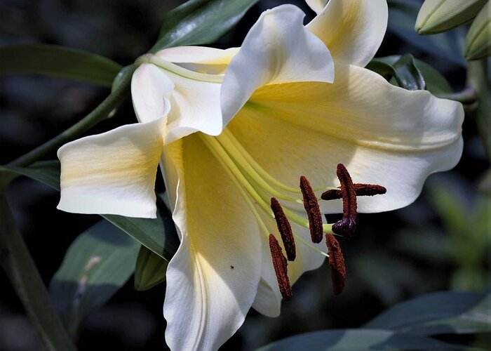 Asiatic Lily Greeting Card featuring the photograph Asiatic Lily by Nancy Ayanna Wyatt