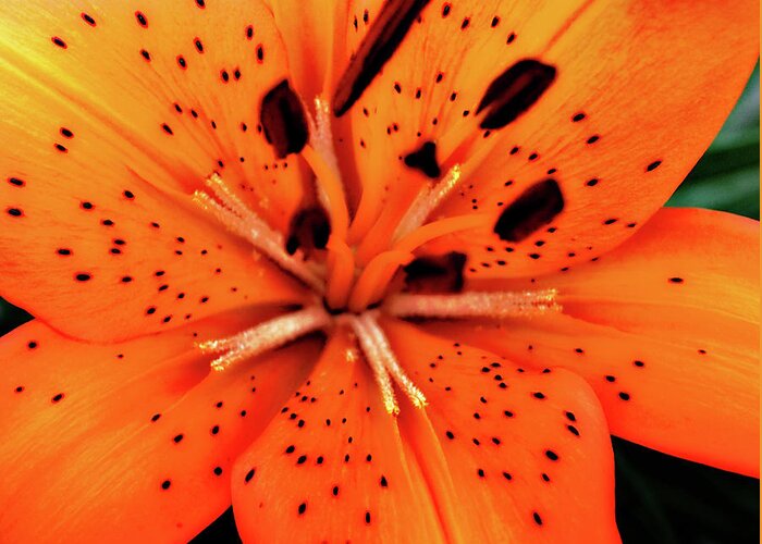 Orange Greeting Card featuring the photograph Asiatic Lily by Simone Hester