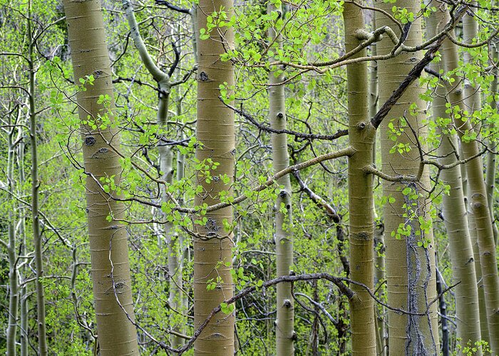 Tim Fitzharris Greeting Card featuring the photograph Aspen Grove III by Tim Fitzharris