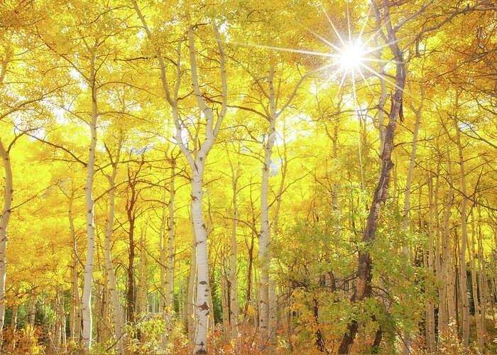 Aspens Greeting Card featuring the photograph Aspen Morning by Darren White