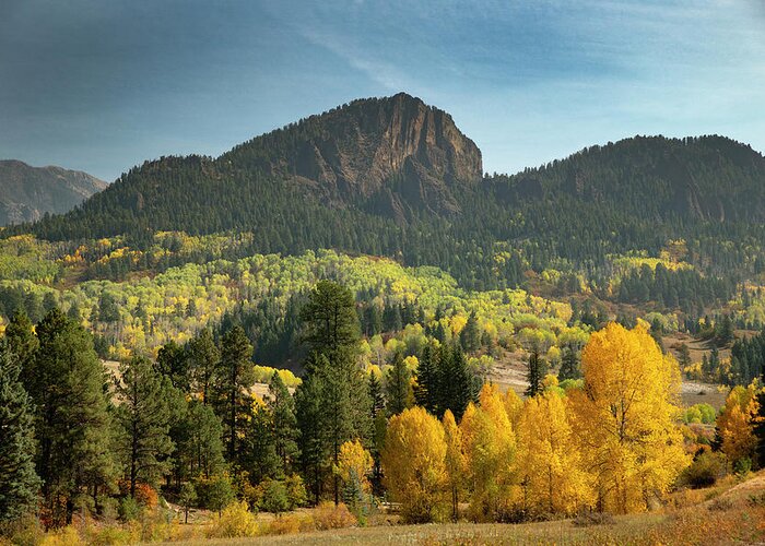 Aspen Greeting Card featuring the photograph Aspen near Pagosa Springs-1 by Mark Langford