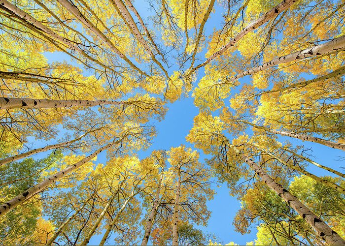 Aspen Greeting Card featuring the photograph Aspen Perspective by David Downs