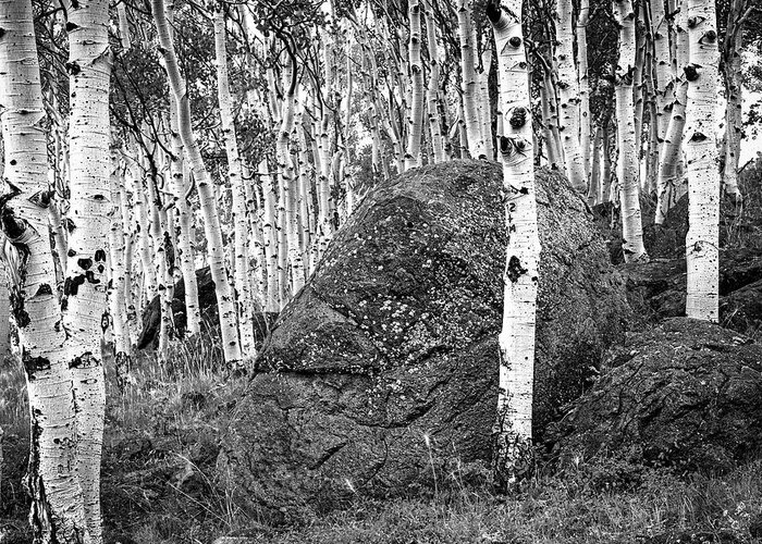 Aspens Greeting Card featuring the photograph Aspen Stand Boulder Utah X101 by Rich Franco