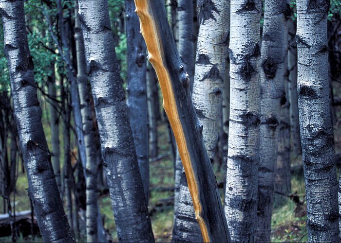 Copyright Elixir Images Greeting Card featuring the photograph Aspen Trees by Santa Fe