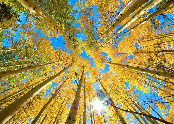 Rocky Mountains Greeting Card featuring the photograph Aspen Trees Looking Up by John Hoffman