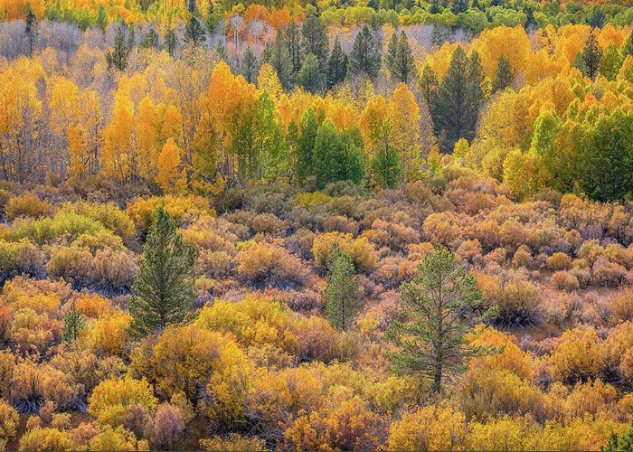 Aspens Greeting Card featuring the photograph Aspens and Pines in Fall by Alexander Kunz
