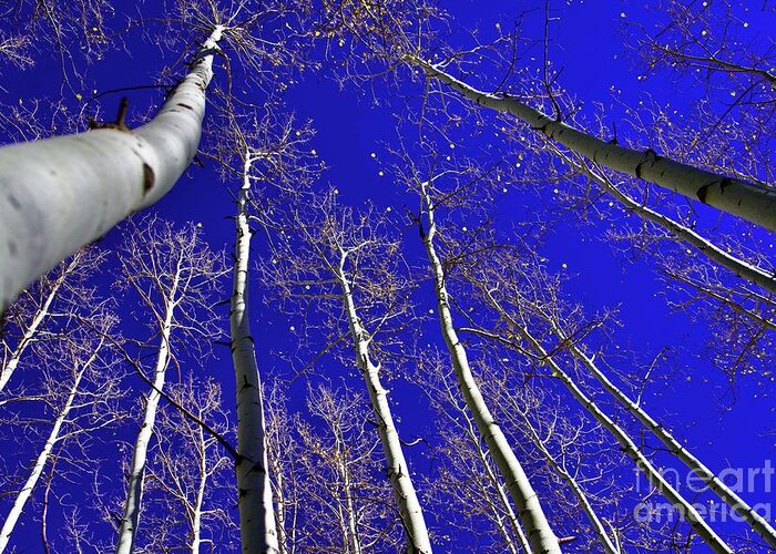  Greeting Card featuring the photograph Aspens by Dennis Richardson