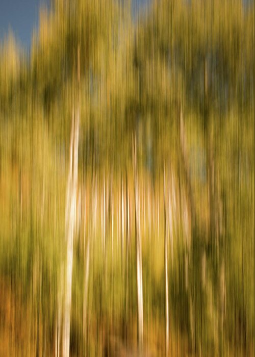 Colorado Greeting Card featuring the photograph Aspens in Motion by Kevin Schwalbe
