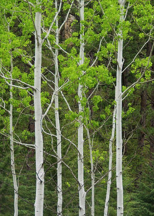 South Dakota Greeting Card featuring the photograph Aspens by Larry Bohlin