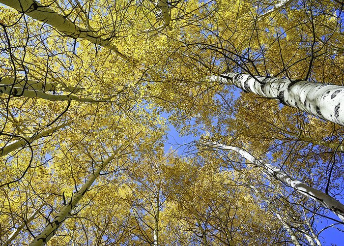 Yellow Greeting Card featuring the photograph Aspens to the Heavens by Ed Stokes