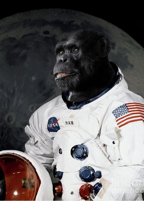 Astronaut Greeting Card featuring the photograph Astronaut chimp portrait by Delphimages Photo Creations