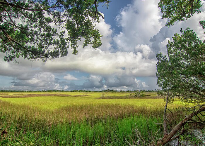 Wetlands Greeting Card featuring the photograph Atlantic Beach Wetlands - Fort Macon State Park by Bob Decker