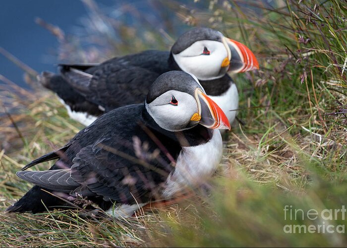 Photography Greeting Card featuring the photograph Atlantic Puffin Love by Erin Marie Davis