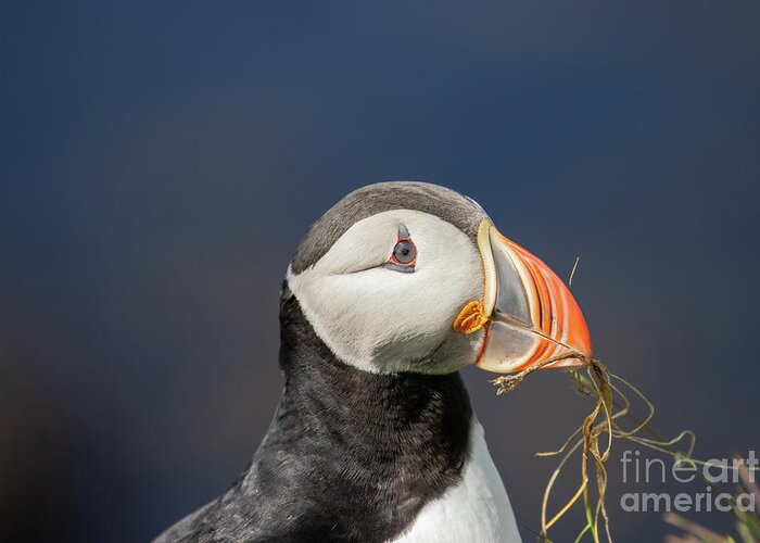 Atlantic Puffin Greeting Card featuring the photograph Atlantic Puffin Portrait by Eva Lechner
