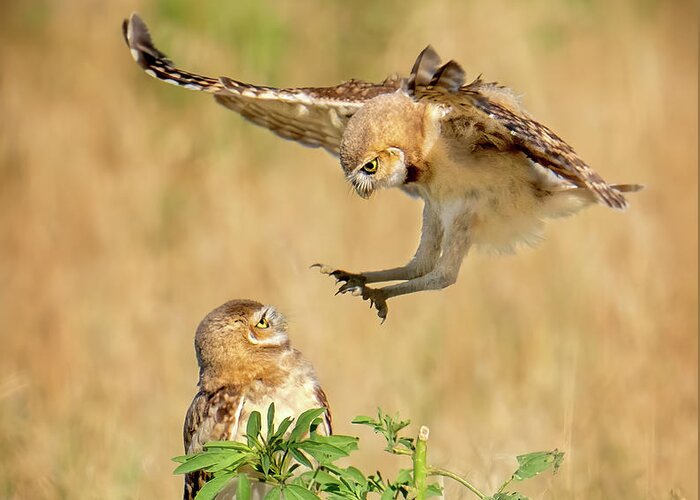 Burrowing Owls Greeting Card featuring the photograph Baby Burrowing Owl Attack by Judi Dressler