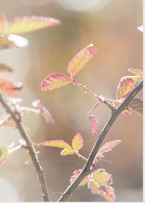 Bramble Greeting Card featuring the photograph Autumn Bramble Leaves by Karen Rispin