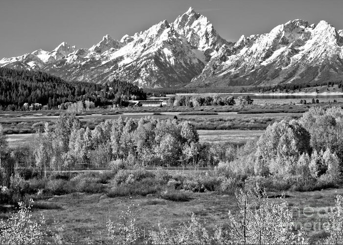 Teton Greeting Card featuring the photograph Autumn Clusters Under The Tetons Black And White by Adam Jewell