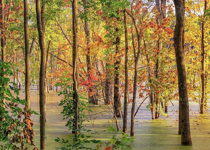 Autumn Greeting Card featuring the photograph Autumn Colors Come Early by Rod Best