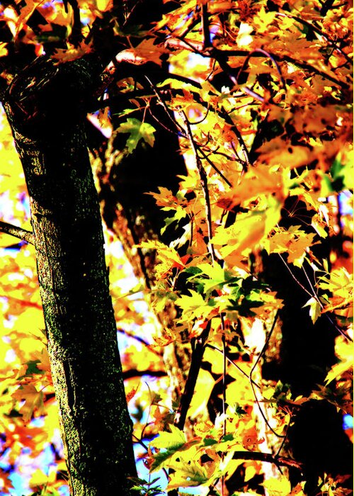 Autumn Greeting Card featuring the photograph Autumn Fire by Simone Hester