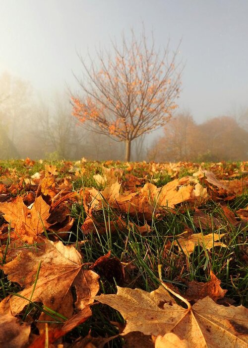 Autumn Greeting Card featuring the photograph Autumn Fog by Dark Whimsy