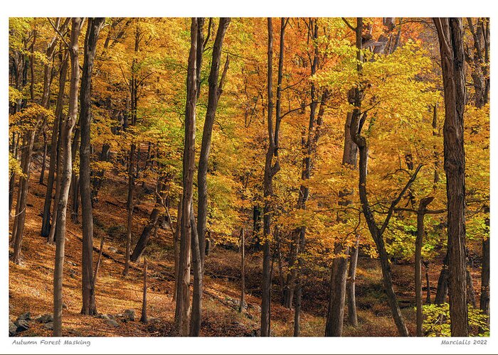 Hiking Greeting Card featuring the photograph Autumn Forest Masking The Signature Series by Angelo Marcialis