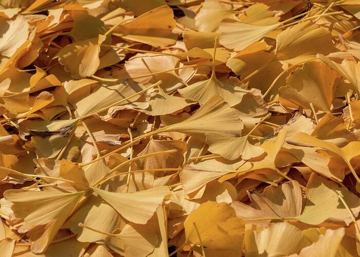 Ginkgo Greeting Card featuring the photograph Autumn Ginkgo Leaves by Liza Eckardt