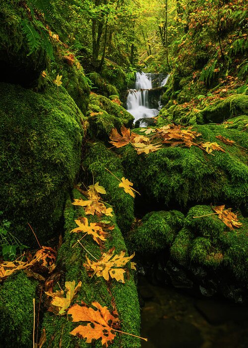 Emerald Falls Greeting Card featuring the photograph Autumn Glory at Emerald Falls in Columbia River Gorge in Oregon USA by Vishwanath Bhat