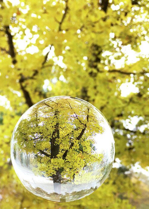 Autumn In A Crystal Ball Greeting Card featuring the photograph Autumn in a Crystal Ball by Patty Colabuono