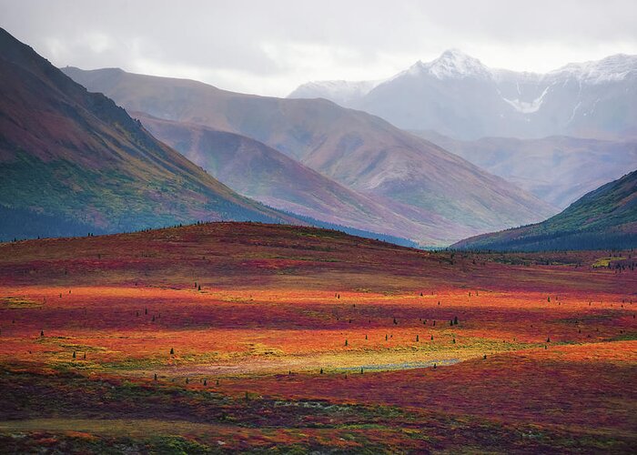 Alaska Greeting Card featuring the photograph Autumn in Denali by Kent Miller