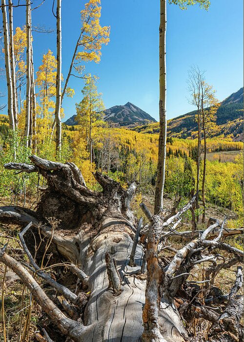 Aspens Greeting Card featuring the photograph Autumn in Gothic Valley 3 by Ron Long Ltd Photography