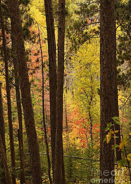 Landscape Greeting Card featuring the photograph Autumn in Hiding by Larry Ricker