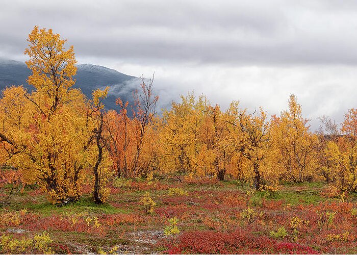Trees Greeting Card featuring the photograph Autumn in Lapland by Uri Baruch