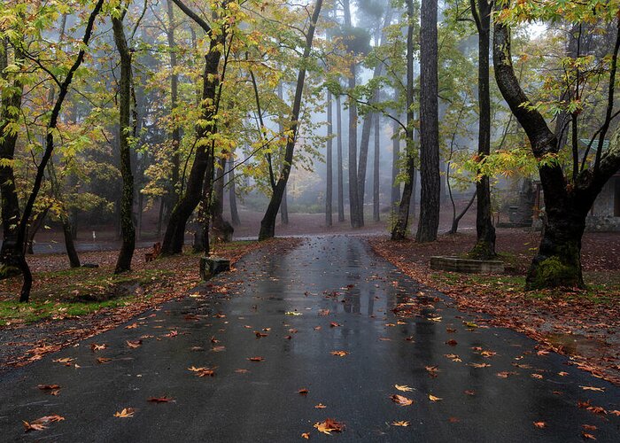 Fog Greeting Card featuring the photograph Autumn landscape maple trees and autumn leaves on the ground after rain. by Michalakis Ppalis