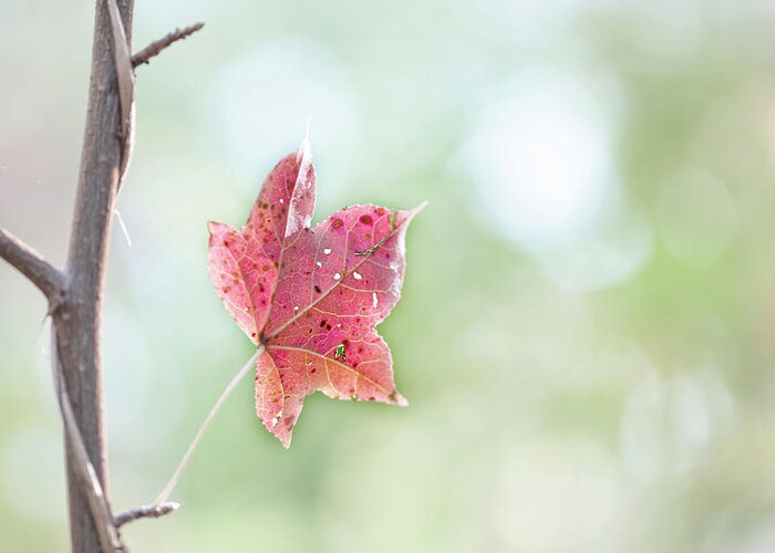 Fall Greeting Card featuring the photograph Autumn Leaf by Karen Rispin