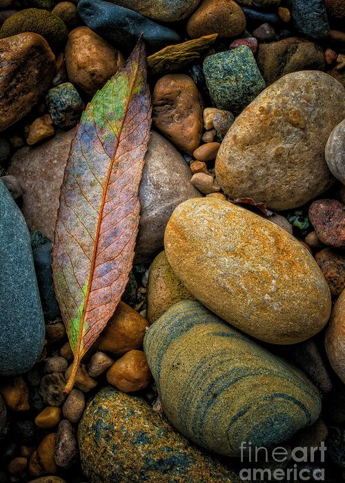 Buddhism Greeting Card featuring the photograph Autumn leaf with river rocks RO9726 by Mark Graf