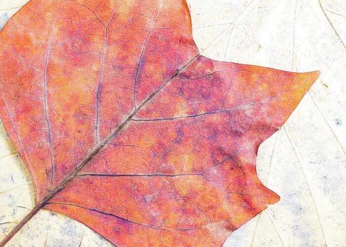 Autumn Greeting Card featuring the photograph Autumn leaves composition by Viktor Wallon-Hars