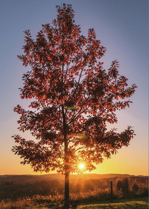 Autumn Greeting Card featuring the photograph Autumn Maple Tree Sunset by Jason Fink