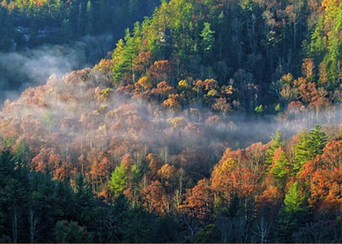 Autumn Greeting Card featuring the photograph Autumn Morning Mist by Monroe Payne