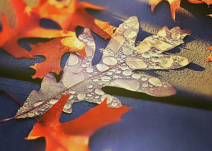Autumn Mornings And Dewy Leaves Greeting Card featuring the photograph Autumn Mornings and Dewy Leaves by Christina McGoran